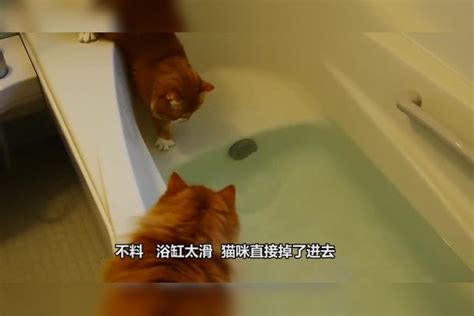 猫咪围观浴缸里的鱼，结果不小心掉下去一只，接下来憋住不要笑浴缸结果猫咪