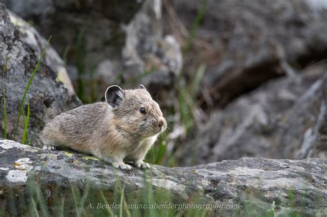 Of Pronghorn and Pika: Photographing Yellowstone and Grand Teton National Park in June