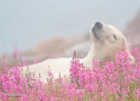 Wildlife Photographers Images Of Playful Polar Bears In A Field Of