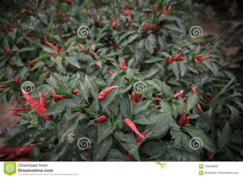 Red Chili Pepper Plant on Farm Stock Photo - Image of fresh, gardening: 106328838