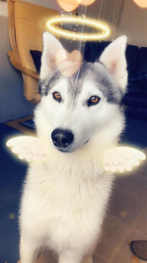 This Is Axel Being An Angel 👼🏽 Siberian Husky Husky Siberian Husky Dog