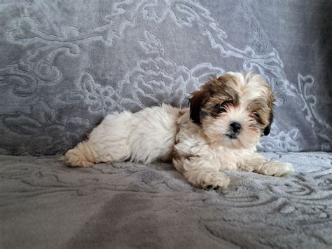 Shih tzu szczeniak suczka Kościan OLX pl