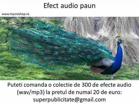 Efect Audio Paun Peacock Sound Effects Youtube