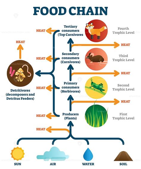 Food chain diagram – Artofit