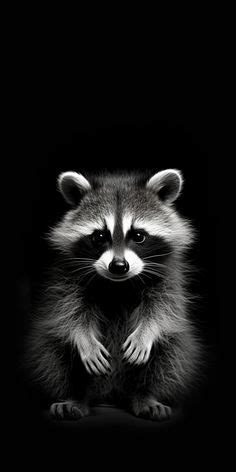 Black and White Photo of a Fox