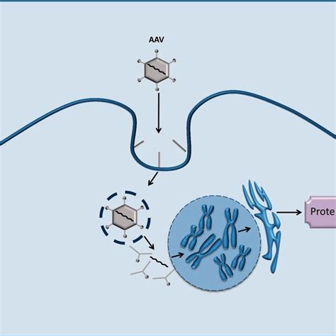 Schematic Picture Showing The Mitochondrial Genetic Bottleneck Download Scientific Diagram