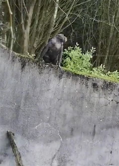 Visitors shocked as chimpanzees escape Belfast Zoo - Extra.ie