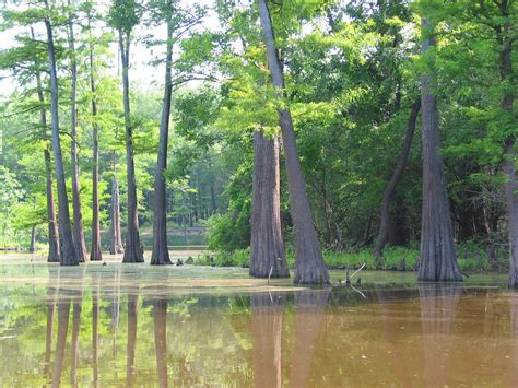 Bayou D'Loutre, Union Parish Louisiana