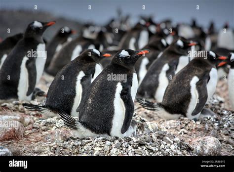 gentoo penguin colonies  breeding season  antarctica stock