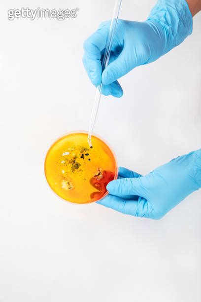 Hand In Blue Glove Holding Petri Dish With Bacterium Microbiology