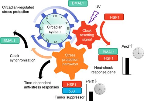 Resetting Of The Circadian Clock Synergistically Activates Adaptive