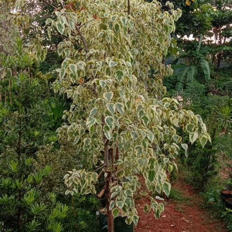 Jual Pohon Bodhi Variegata Bodi Uk 1 5 Meter Kab Bogor Green