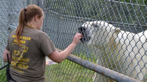 Foundation walks away from Cochrane polar bear habitat talks, town pledges to keep attraction ...