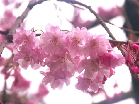 Imágenes de flores y plantas: Flor del Cerezo