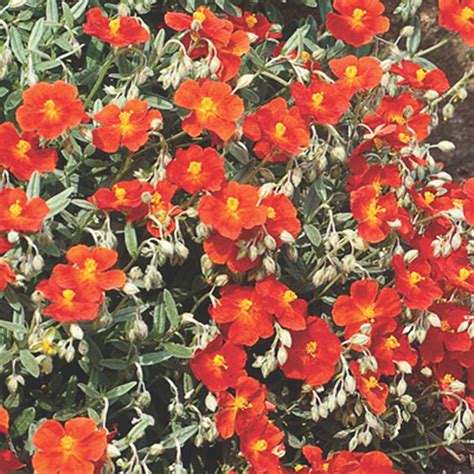 Sun Rose Helianthemum Hybrid Pick Ontario