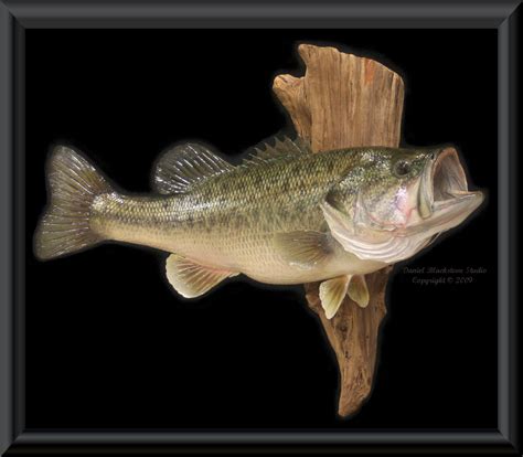 Largemouth Bass Fish Mounts And Replicas