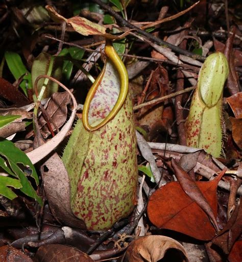 Plantfiles Pictures Nepenthes Species Pitcher Plant Hairy Pitcher Plant Nepenthes Hirsuta