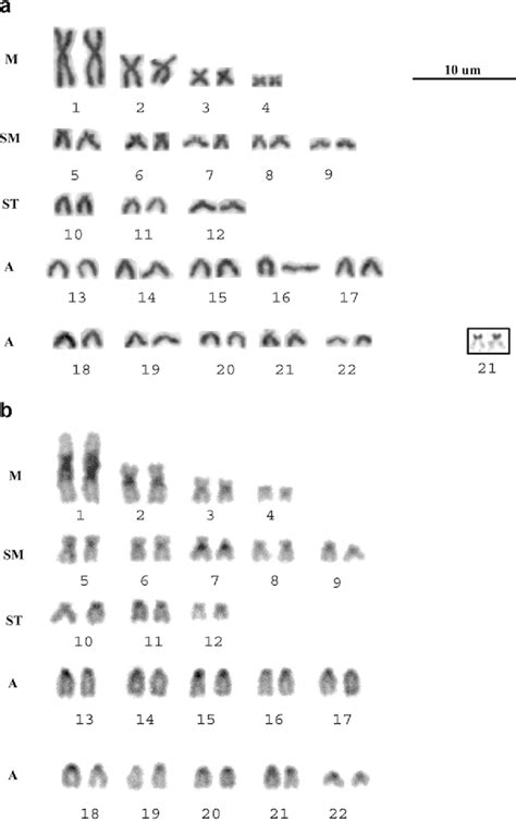 A Karyotype Of Porichthys Plectrodon Stained Conventionally With