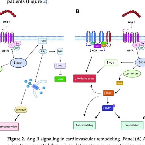 Ang Ii Signaling In Cardiovascular Remodeling Panel A Angiotensin Ii