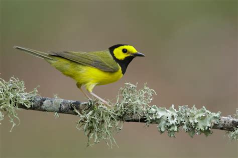 14 Types Of Warblers & How To Identify Each