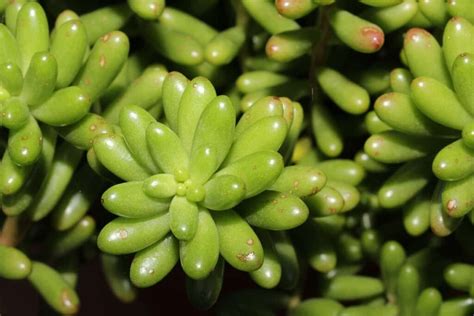 How To Grow And Care For Baby Toes Succulent A Beginners Guide