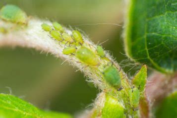 Aphids How To Identify And Control Them Sumo Gardener