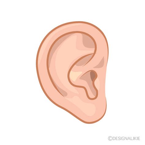 Ear Clip Art Free Png Image｜illustoon