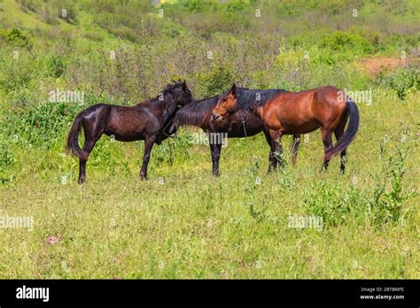 Pferd Stehend Auf Einer Blumenwiese Fotos Und Bildmaterial In Hoher