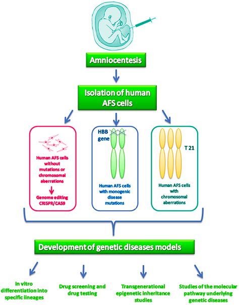 Ijms Free Full Text Amniotic Fluid Stem Cells A Novel Source For Modeling Of Human Genetic