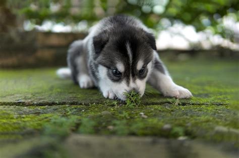 Lindo Cachorro De Husky Siberiano Oliendo El Musgo En El Suelo Foto