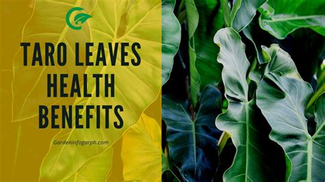 Taro leaves health benefits - Garden infograph