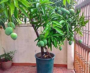 M Tech Gardens Rare Dwarf Mango Plant Moovandan Grafted Healthy