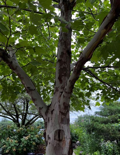 Exclamation London Planetree Platanus X Acerifolia Morton Circle