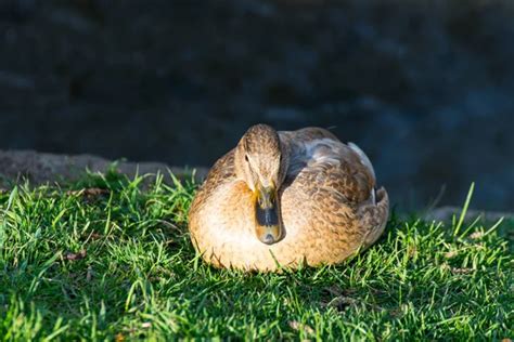 Pato dorme fotos de stock imágenes de Pato dorme sin royalties