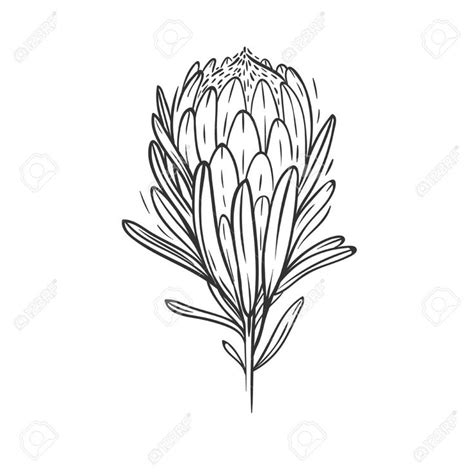 Protea flower isolated on white | Protea art, Flower drawing images ...