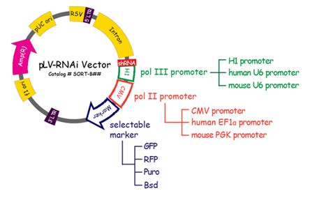 pLV-RNAi Protocols - Plasmid DNA Preparation | Biosettia.com