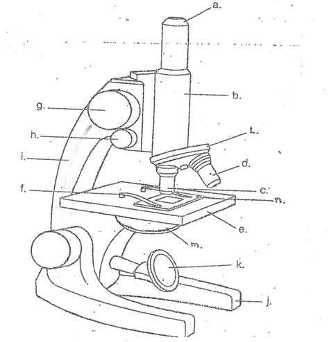 the compound microscope Diagram | Quizlet