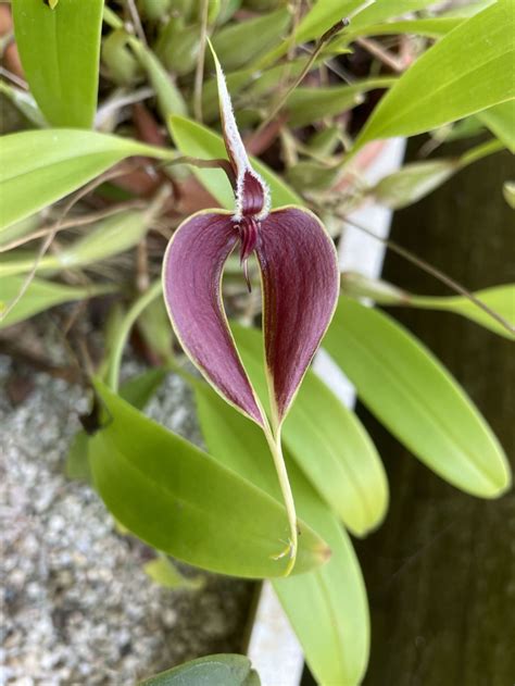 Bulbophyllum Maxillare Hortus Botanicus Leiden Netherlands