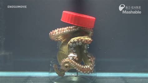 This octopus escape artist proves octopuses are smarter than we think ...