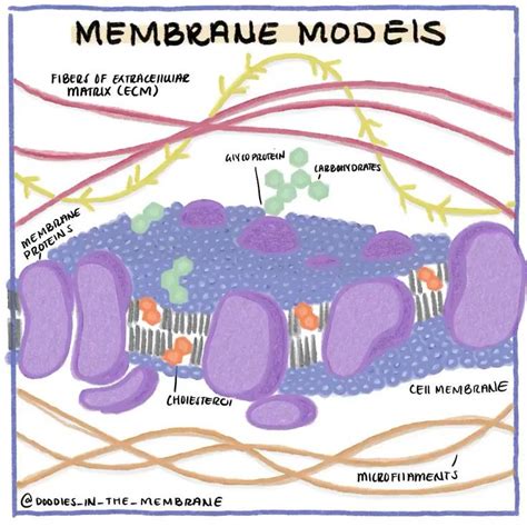 Cell Membrane Doodle With Cyctoskeleton And Microfilaments [video