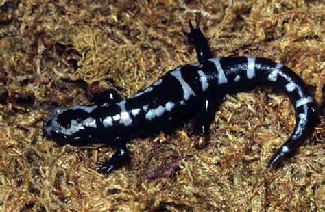 Marbled Salamander - Ambystoma opacum | Wildlife Journal Junior