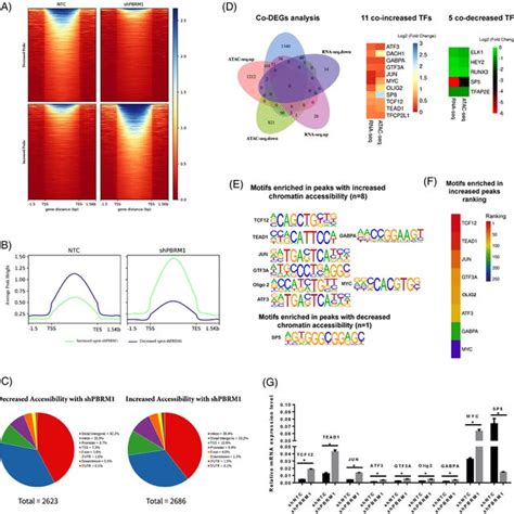 The Combined Analysis Of The Differential Chromatin Accessibility Genes