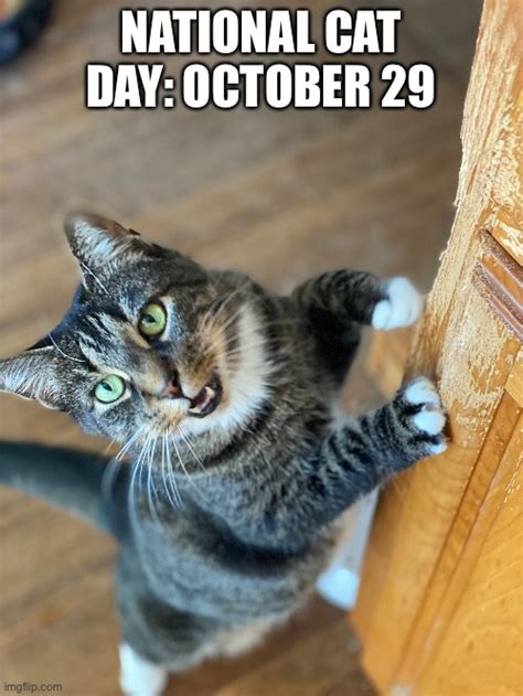 National Cat Day October 29 Imgflip