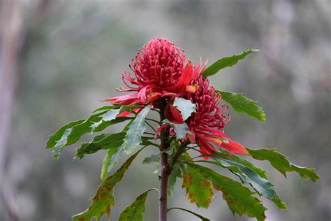 blue gum swamp | urban f