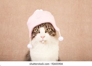 2 224 Pussy Cat Hat Images Stock Photos Vectors Shutterstock