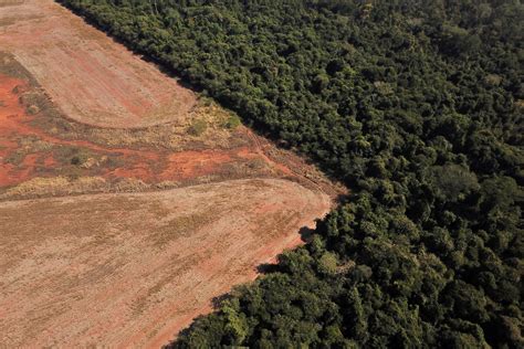 Nearly 40 Of Amazon Critically Damaged By Human Activity Drought