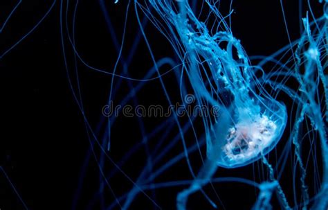 Jelly Fish Glowing Stock Image Image Of Dive Isolated