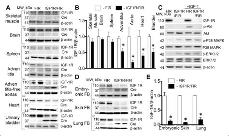 Sm22α Smooth Muscle Protein 22α Promoter Driven Cre Recombinase