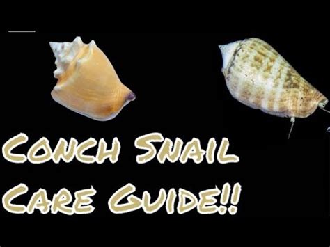 Conch Snail Care Guide – HousePetsCare.com