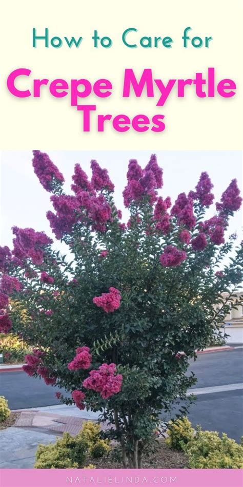 How To Grow Crepe Myrtle Trees Natalie Linda Crepe Myrtle Trees